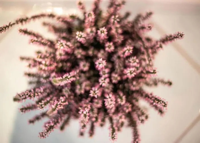 Duomo Flat Lägenhet *