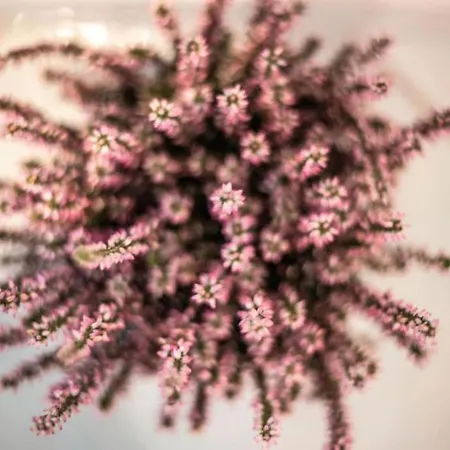 Duomo Flat アパート *